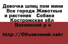 Девочка шпиц пом мини - Все города Животные и растения » Собаки   . Костромская обл.,Вохомский р-н